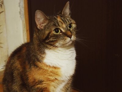 Portrait Of Tabby Cat