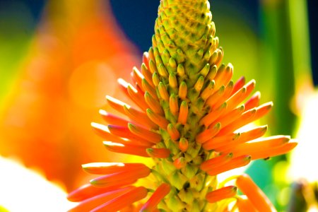 Orange Petaled Flower Macro Photography