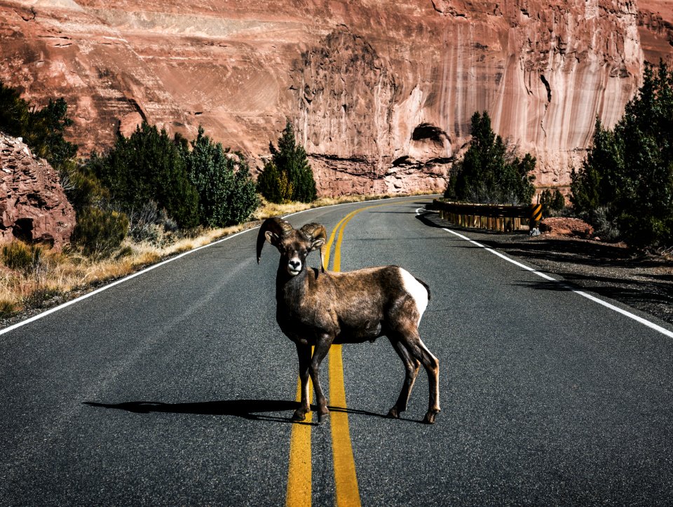 A bighorn sheep in Colorado National Monument, a preserve of vast plateaus, canyons, and towering monoliths in Mesa County, Colorado, near Grand Junction. Original image from Carol M. Highsmith’s America, Library of Congress collection.