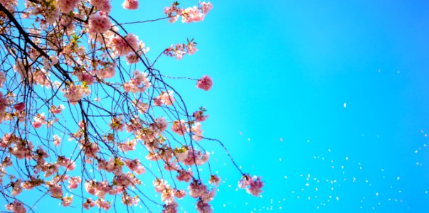 Photo Of White And Red Petal Flower Under Blue Sky photo