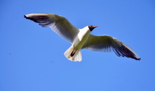 White And Brown Bird Flying Under Blue Sky During Daytime photo