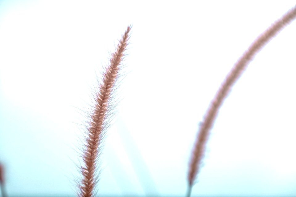 Brown Plant In Close Shot
