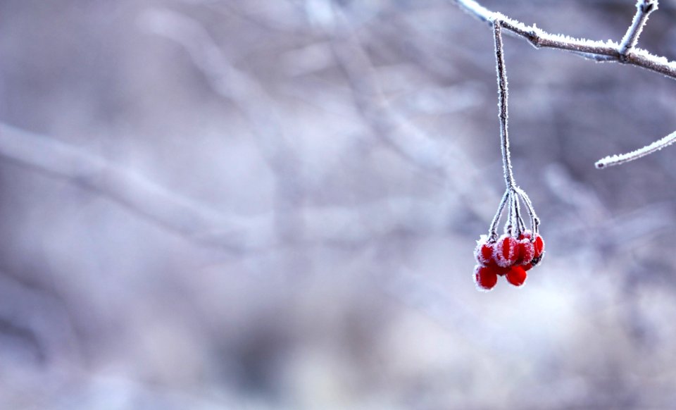 Red Fruit Handing On Tree Branch Selective Color Photography photo