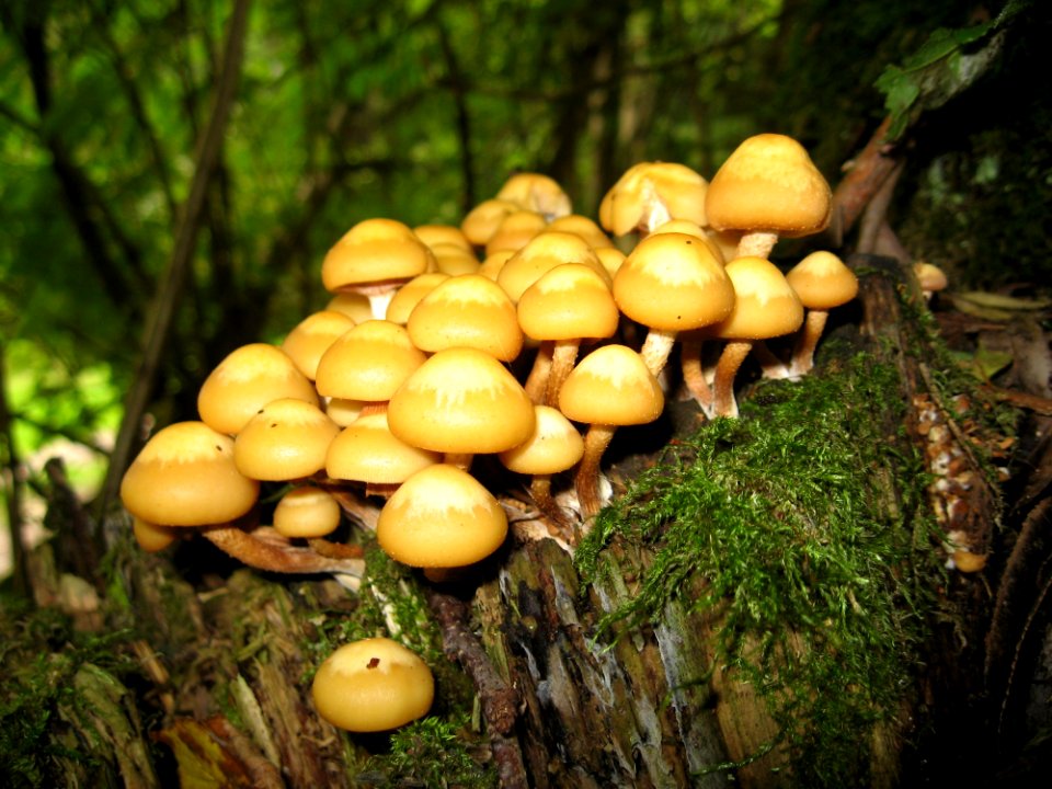 Mushrooms On Tree