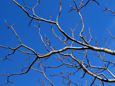 Brown Bare Tree