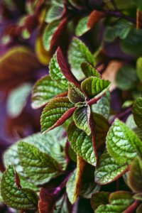 Ornamental Plant