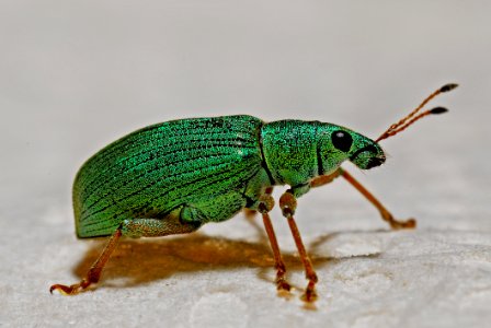 Green Black And Brown Insect