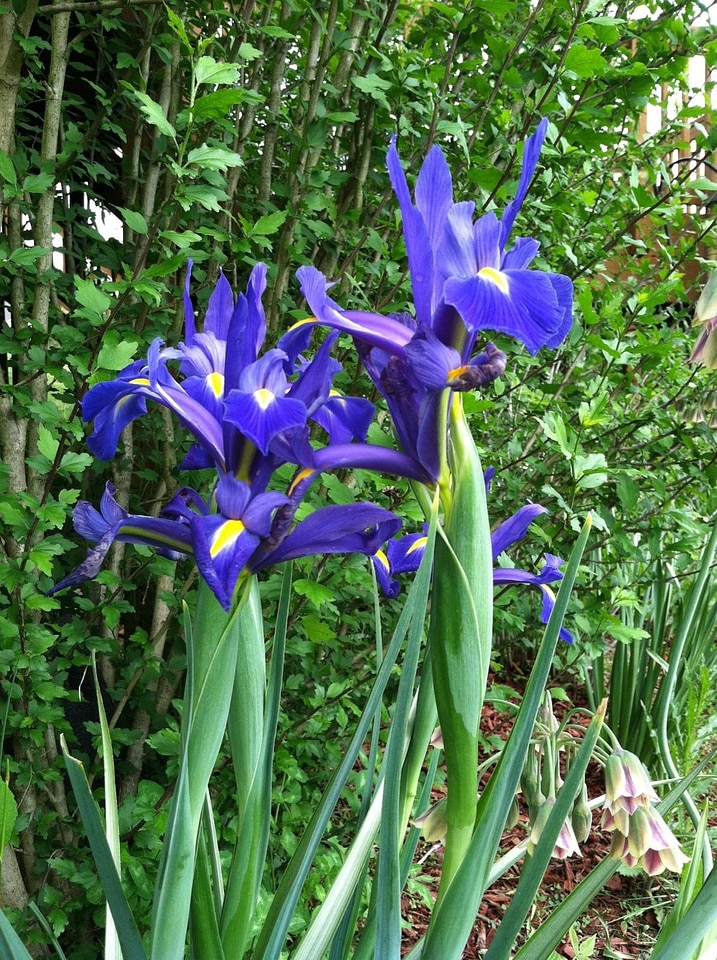 Garden nature floral