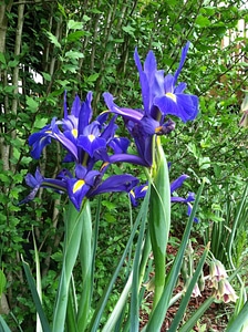 Garden nature floral photo