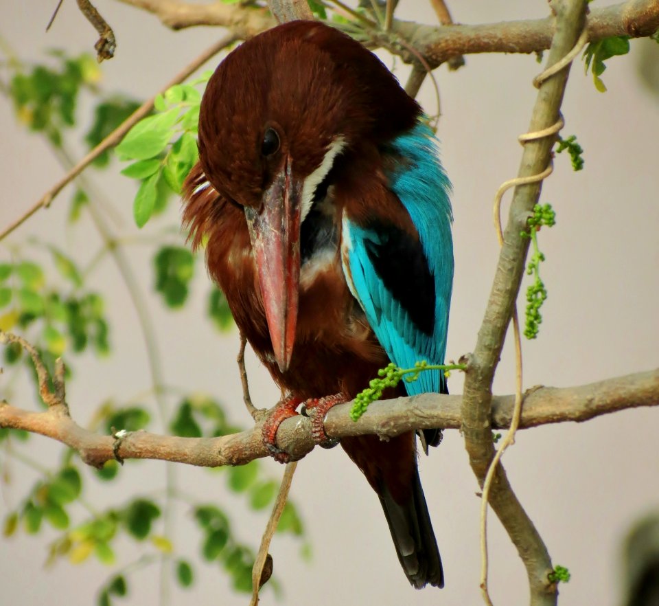 Blue Brown And White Bird Standing On Stem In Bokeh Photography