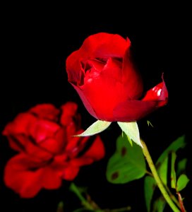 Red Rose