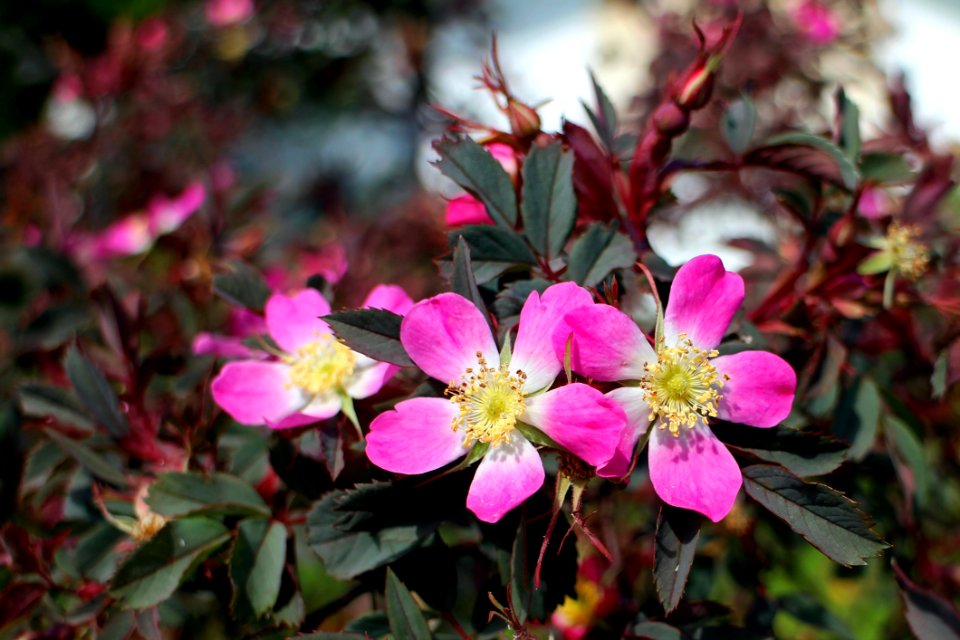 Pink And White Petaled Flower