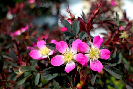 Pink And White Petaled Flower photo