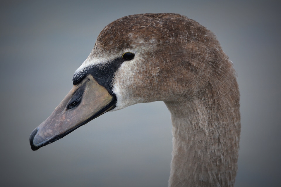 Nature whooper swan waterfowl