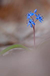 Blue Small Flowers In Bokeh Photography