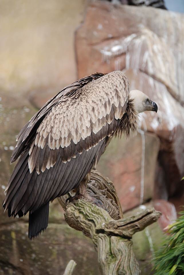 Beak gyps fulvus bird