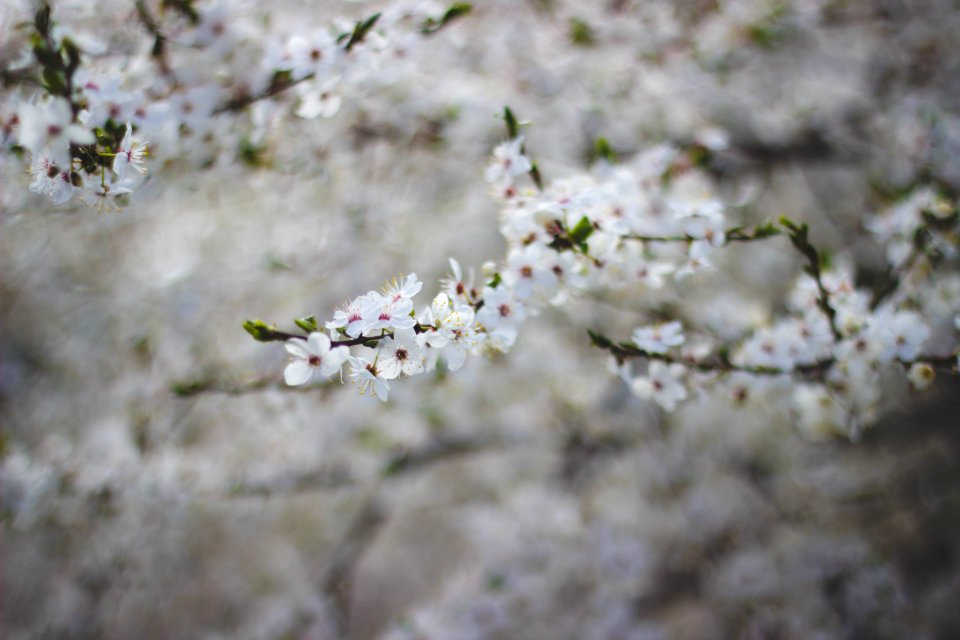 White Flowering Tree