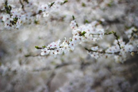 White Flowering Tree photo