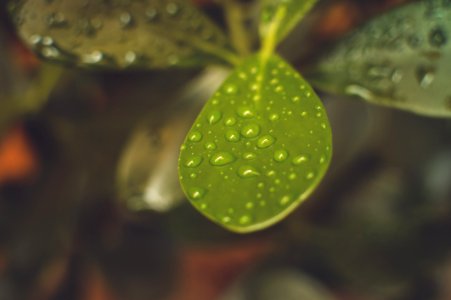 Green Leaf Plant