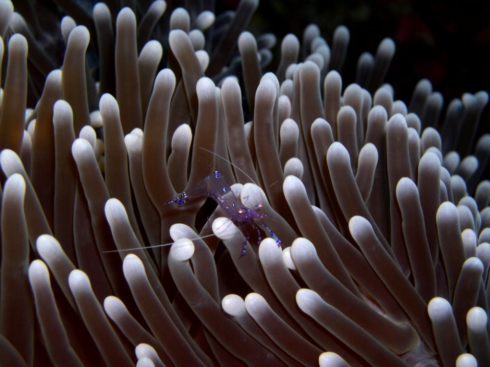 Shrimp On Sea Anemone