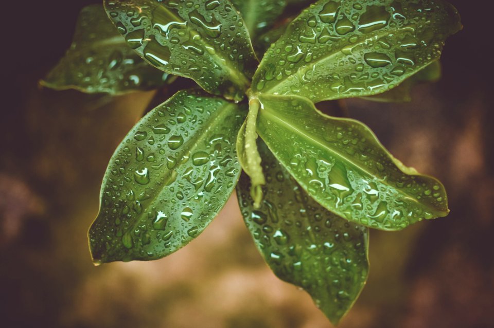 Microshot Photography On Green Plant