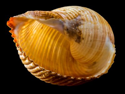 Yellow And Brown Sea Shell photo