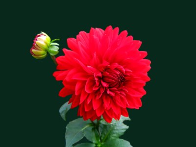 Red Dahlia Flower