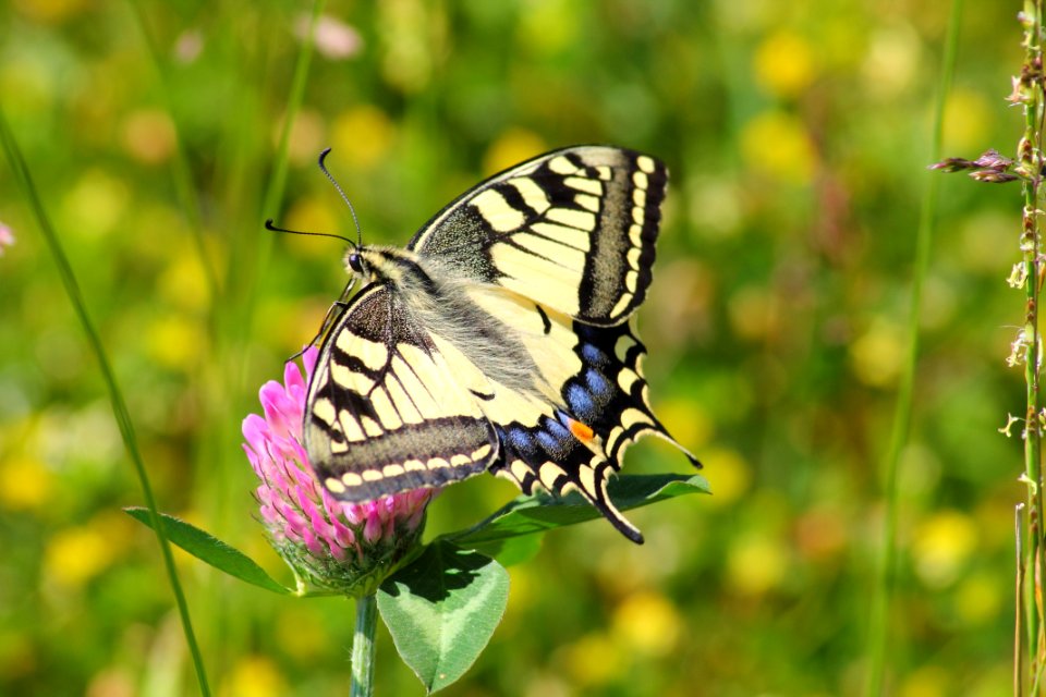 Black White And Blue Butterfly On Pink Flower