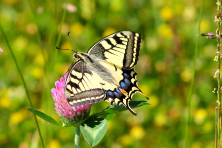 Black White And Blue Butterfly On Pink Flower