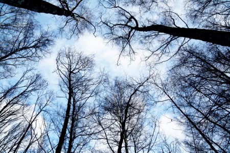 Tree Tops Against Blue Skies photo