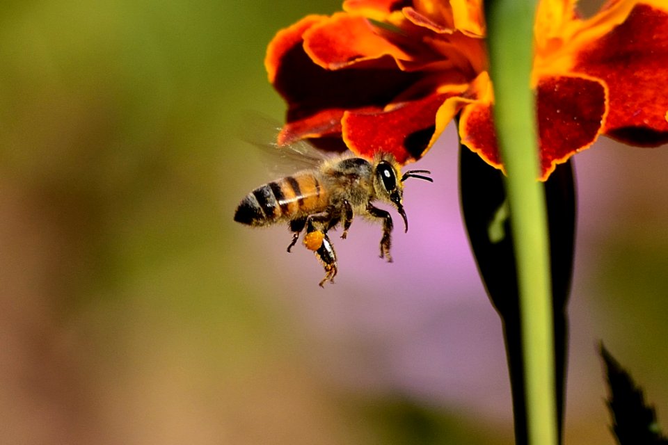 Honey Bee On Red And Yellow Flower During Daytime