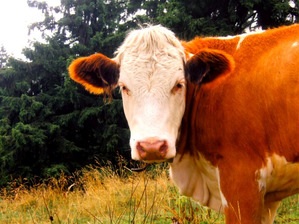 Brown And White Cow