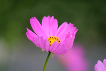 Pink Petaled Flower