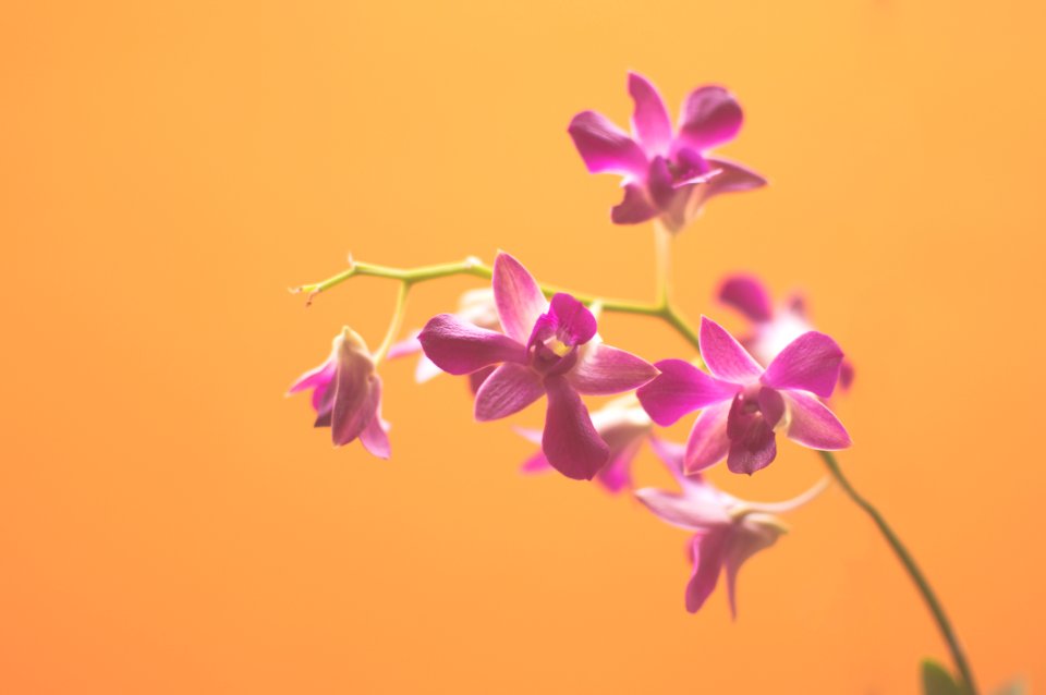 Purple Flowers