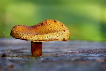 Brown Mushroom
