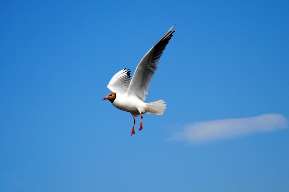 White Bird Flying Above Blue Skies During Daytime
