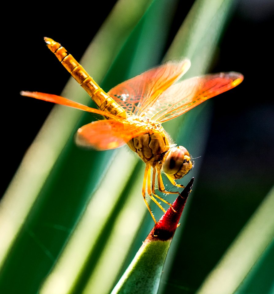 Orange Dragonfly On Red And Green Leaf