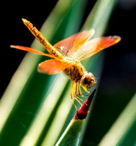 Orange Dragonfly On Red And Green Leaf photo