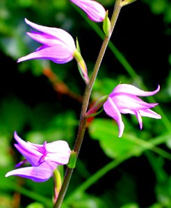 Purple Petal Flower On Stem During Daytime On Selective Focus Photography photo