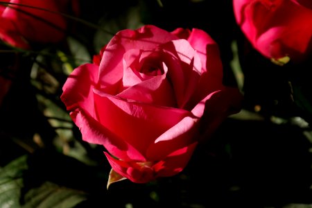 Red Flower During Daytime