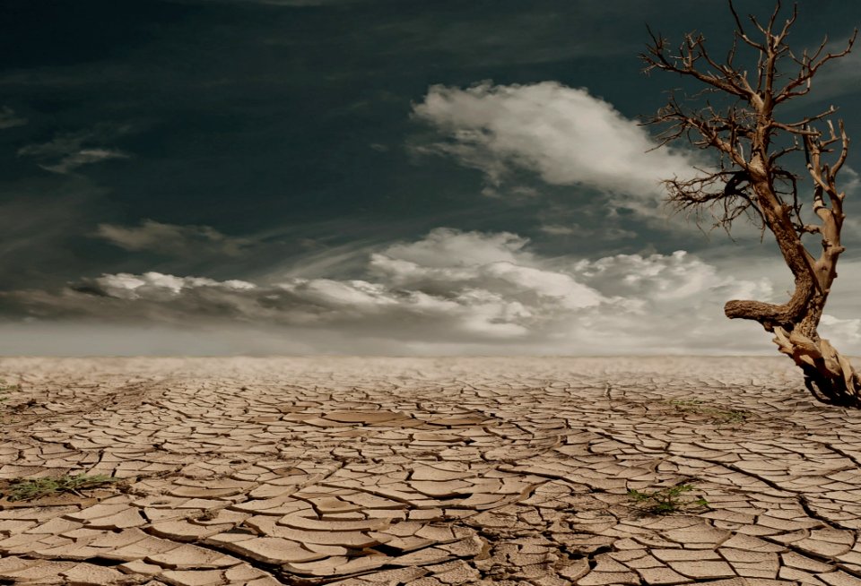 Photo Of Brown Bare Tree On Brown Surface During Daytime photo