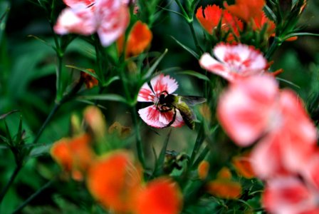 Bee On Flower