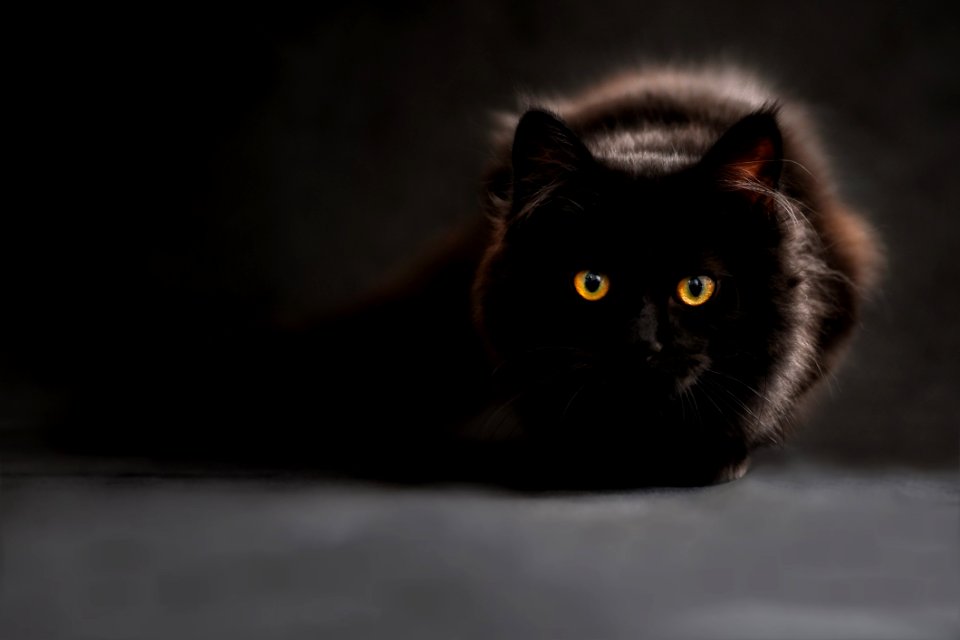 Brown And Black Cat