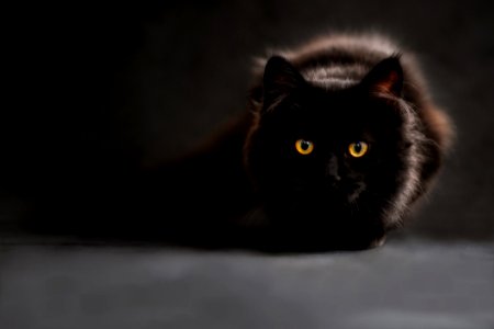 Brown And Black Cat photo