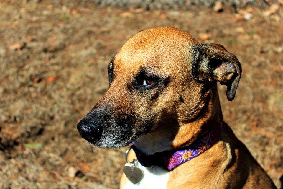 Brown And White Short Coat Medium Size Dog