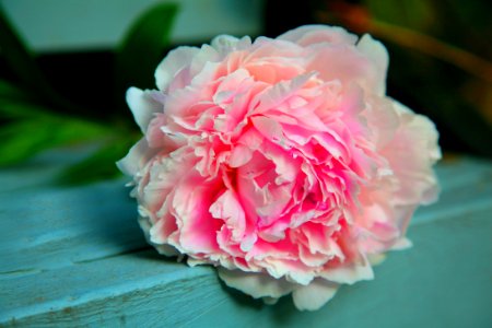 Peony Flower On Table