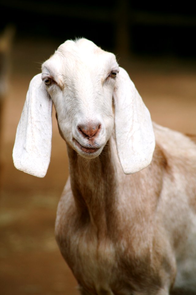 Portrait Of Goat