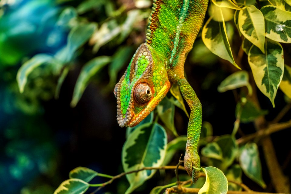 Green Chameleon On Green Leaved Tree