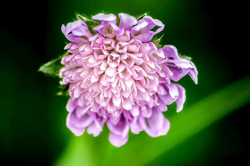 Scabiosa Flower