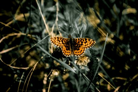 Selective Focus Photo Of Black White And Yellow Butterfly
